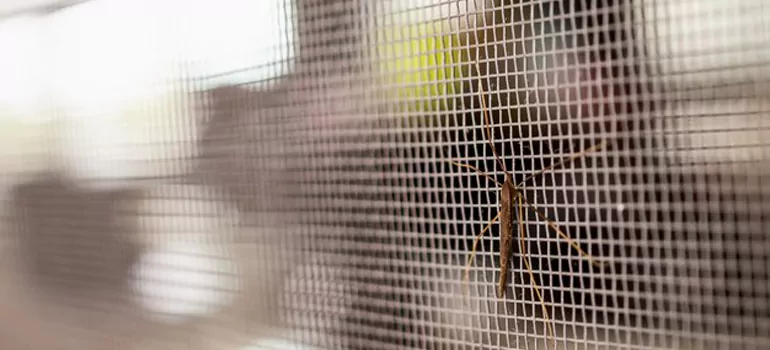 Repair Mosquito Mesh For Windows in Jacksonville Beach, FL